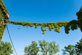 Genossenschaft Ale Papieri